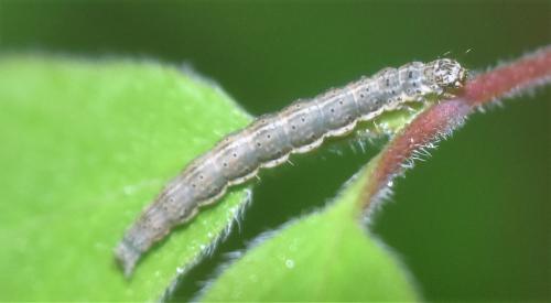 Ypsolopha falcella
